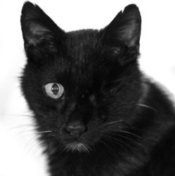 One-Eyed Cat Photography